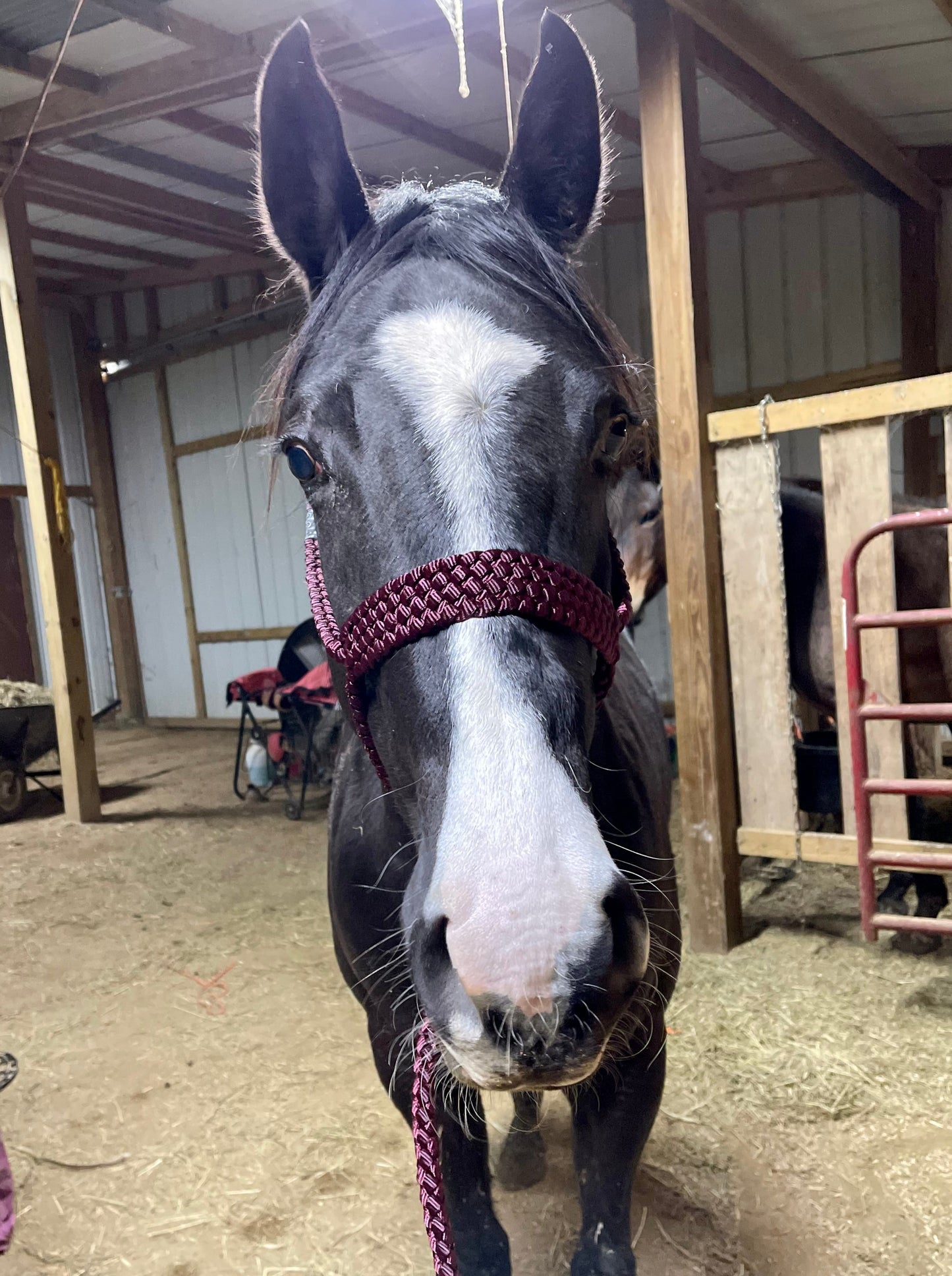 *CUSTOM ORDER* Regular Style Mule Tape Halter