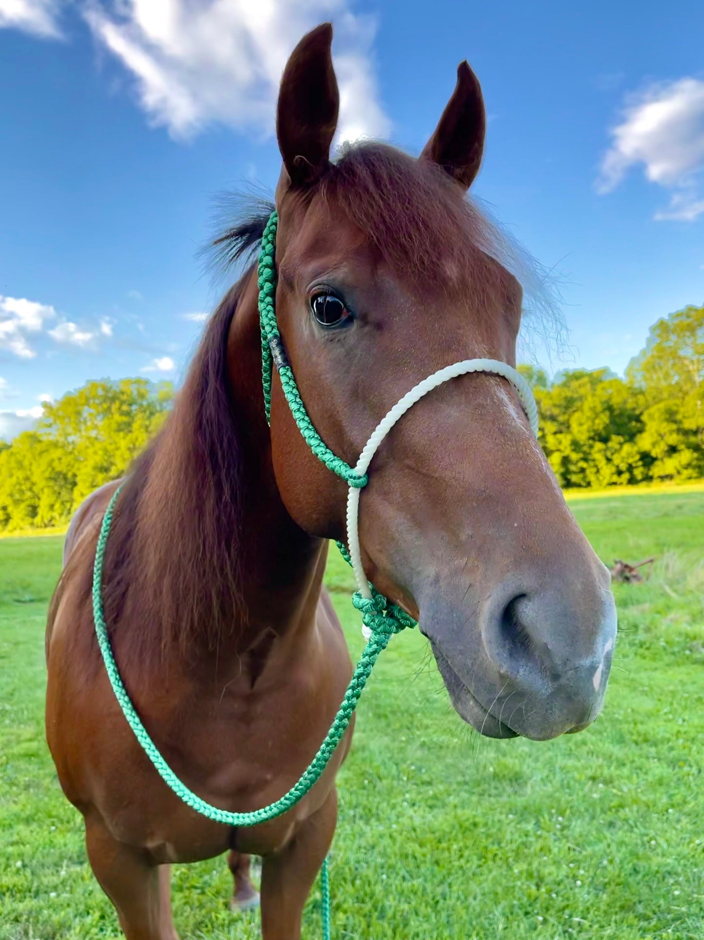 *CUSTOM ORDER* Lariat Rope Nose Mule Tape Halter