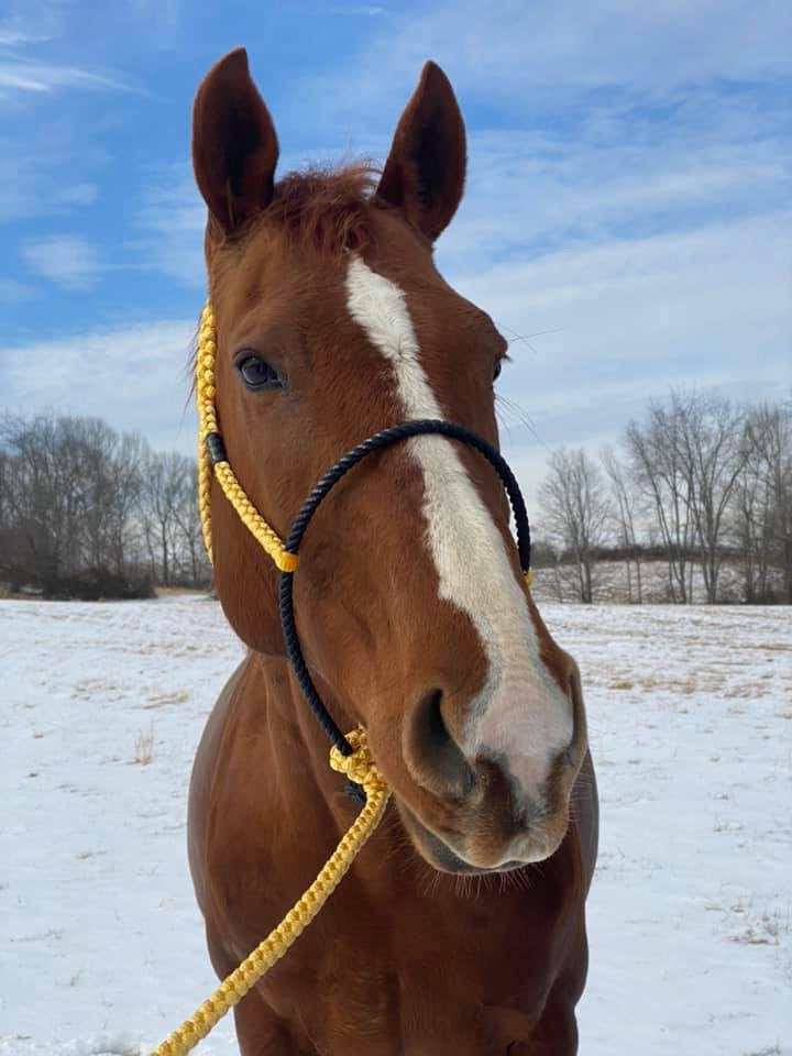 *CUSTOM ORDER* Lariat Rope Nose Mule Tape Halter