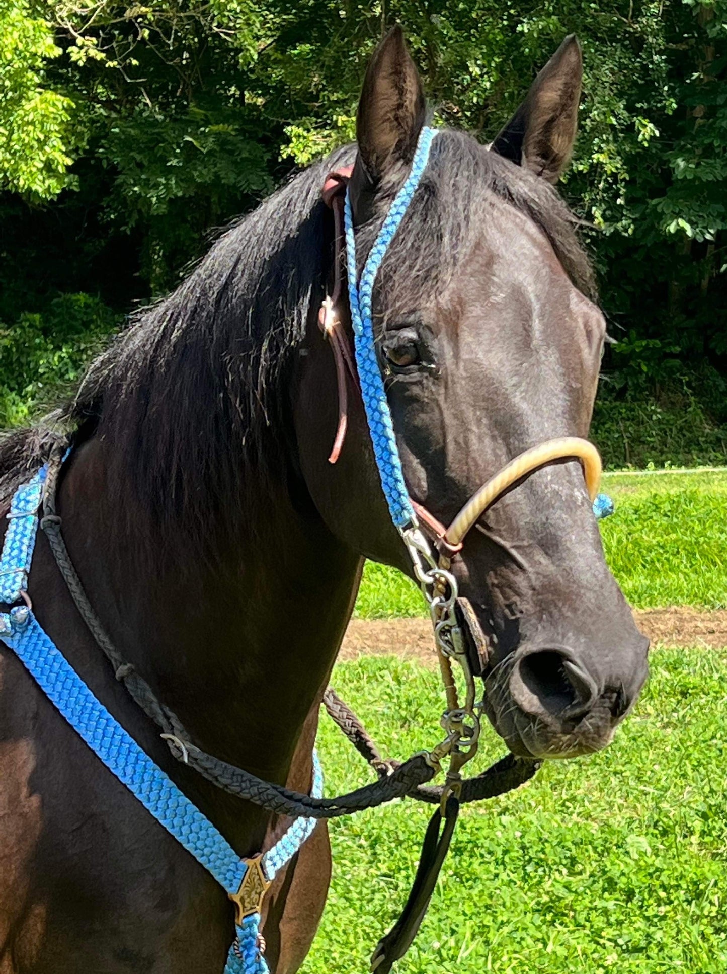 *CUSTOM ORDER* Split Ear Headstall