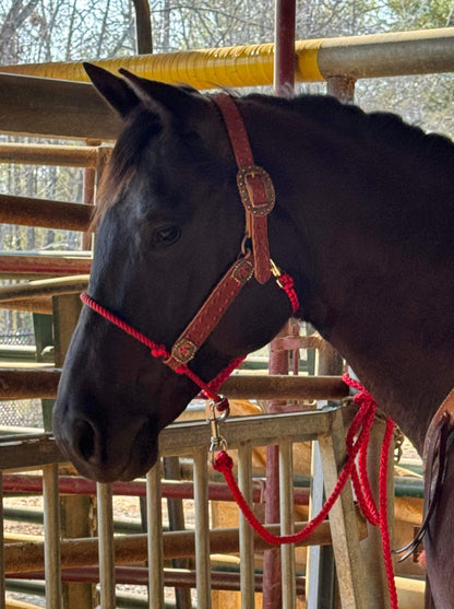 Hybrid Mule Tape Halter