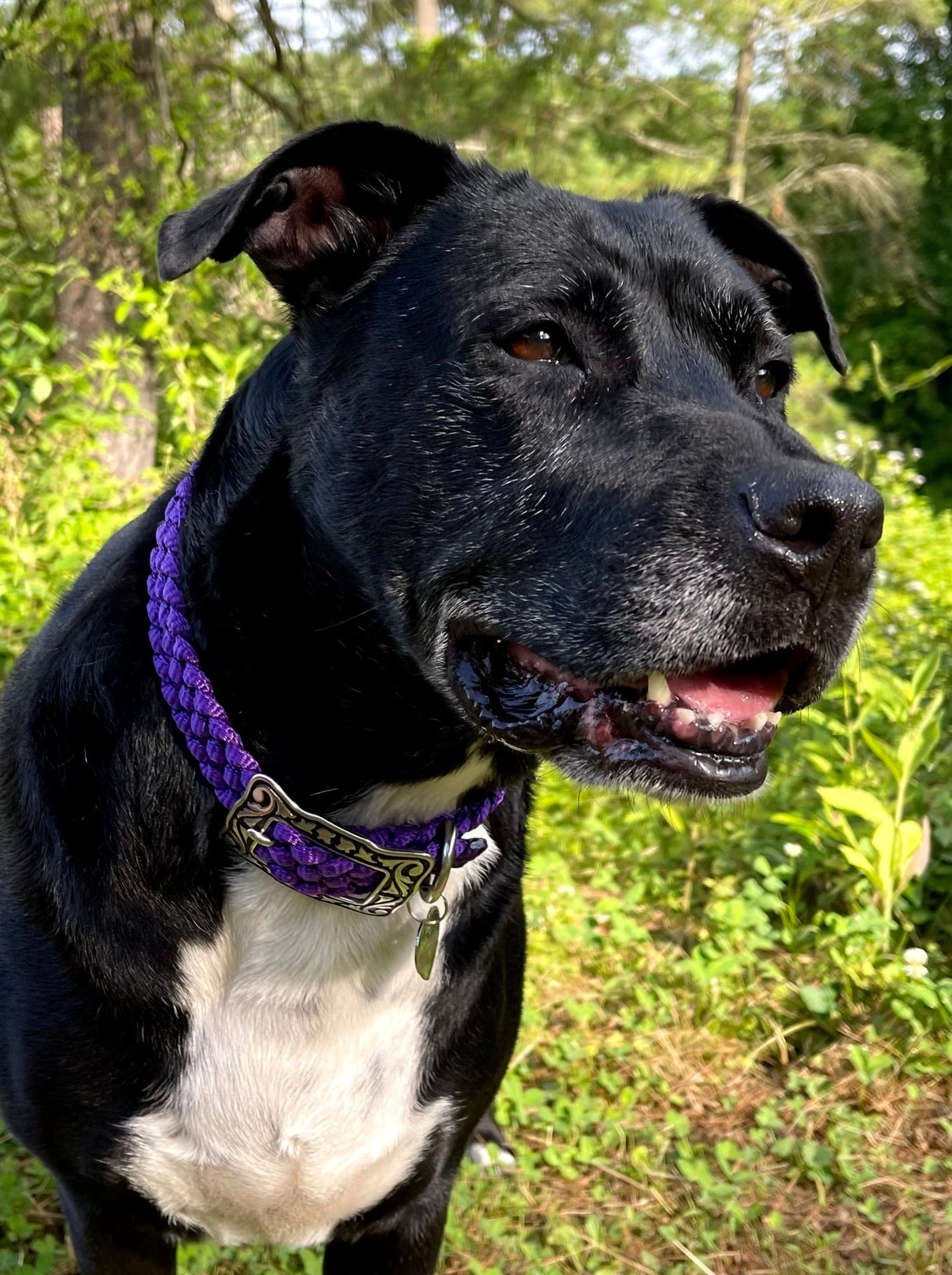 *CUSTOM ORDER* Medium & Large Dog Collars (1" Width)