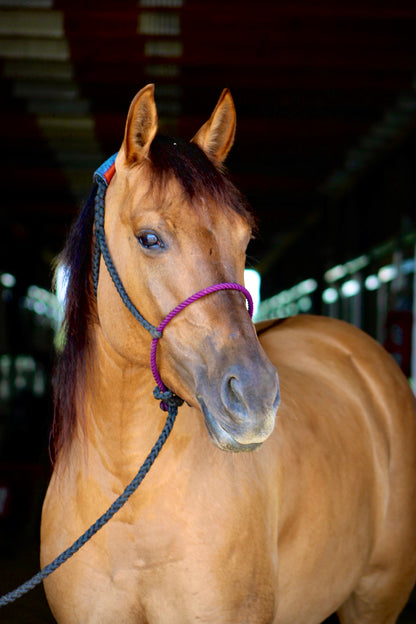 *CUSTOM ORDER* Lariat Rope Nose Mule Tape Halter