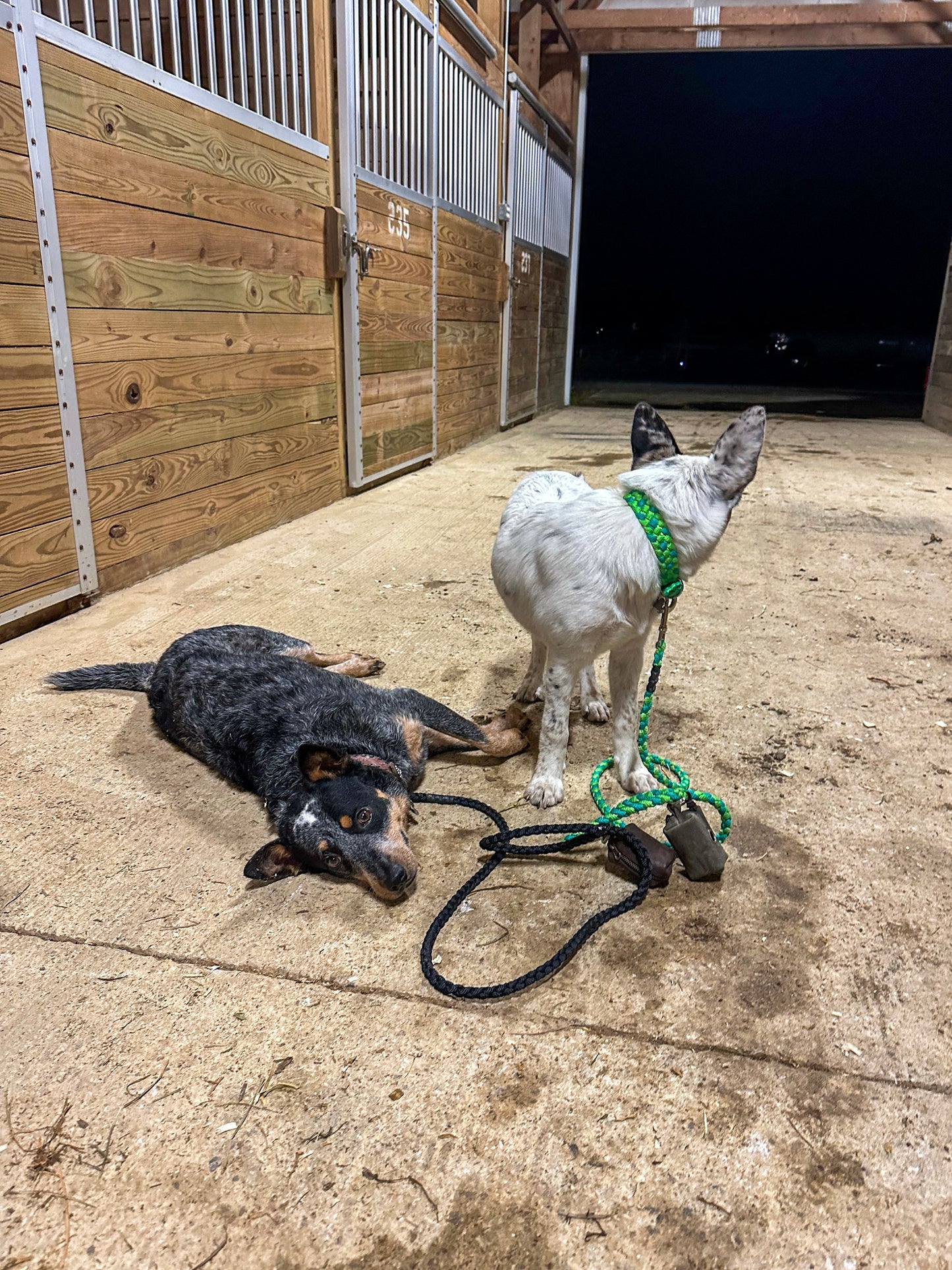 *CUSTOM ORDER* Medium & Large Dog Collars (1" Width)