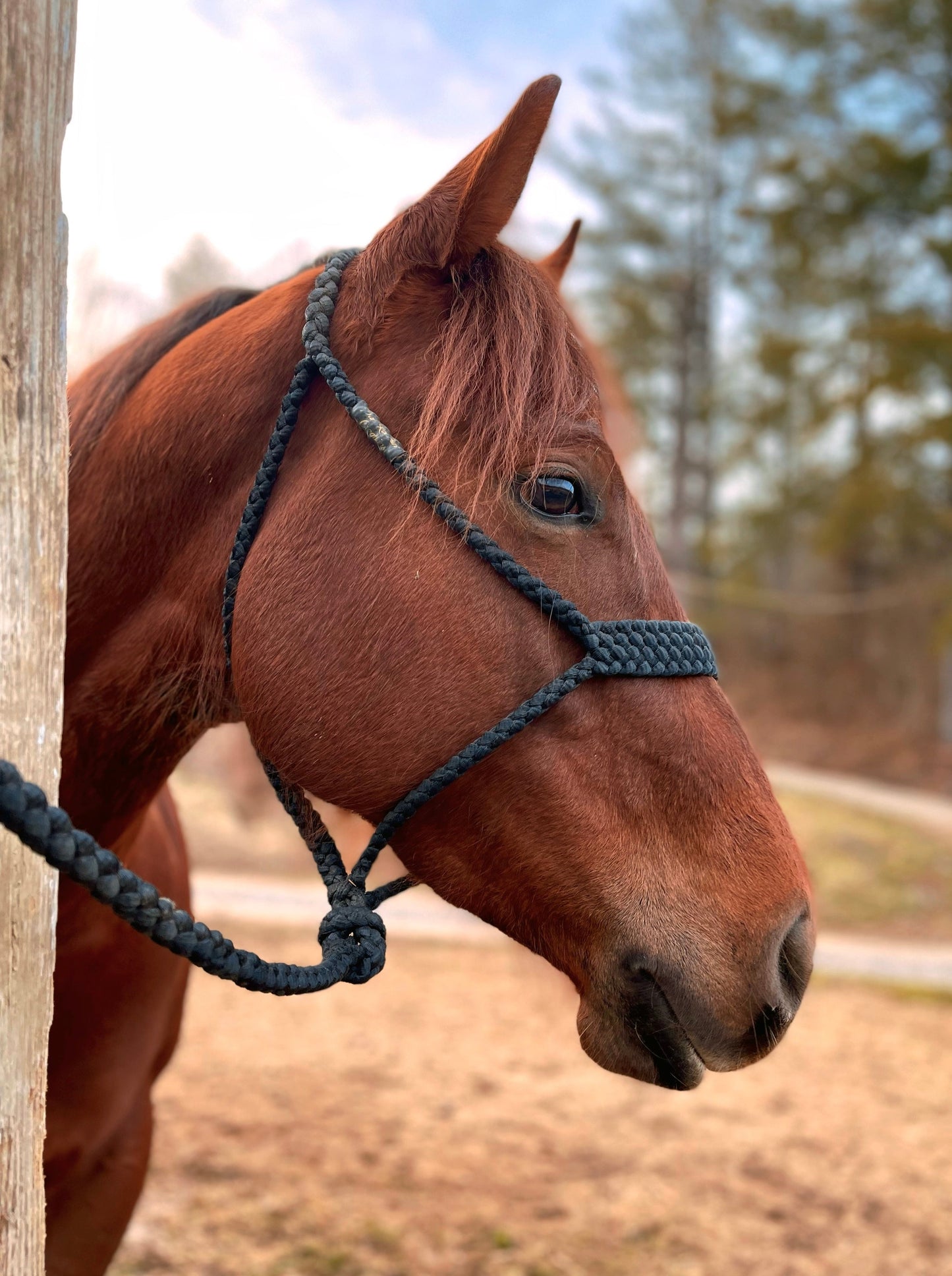 *CUSTOM ORDER* Regular Style Mule Tape Halter