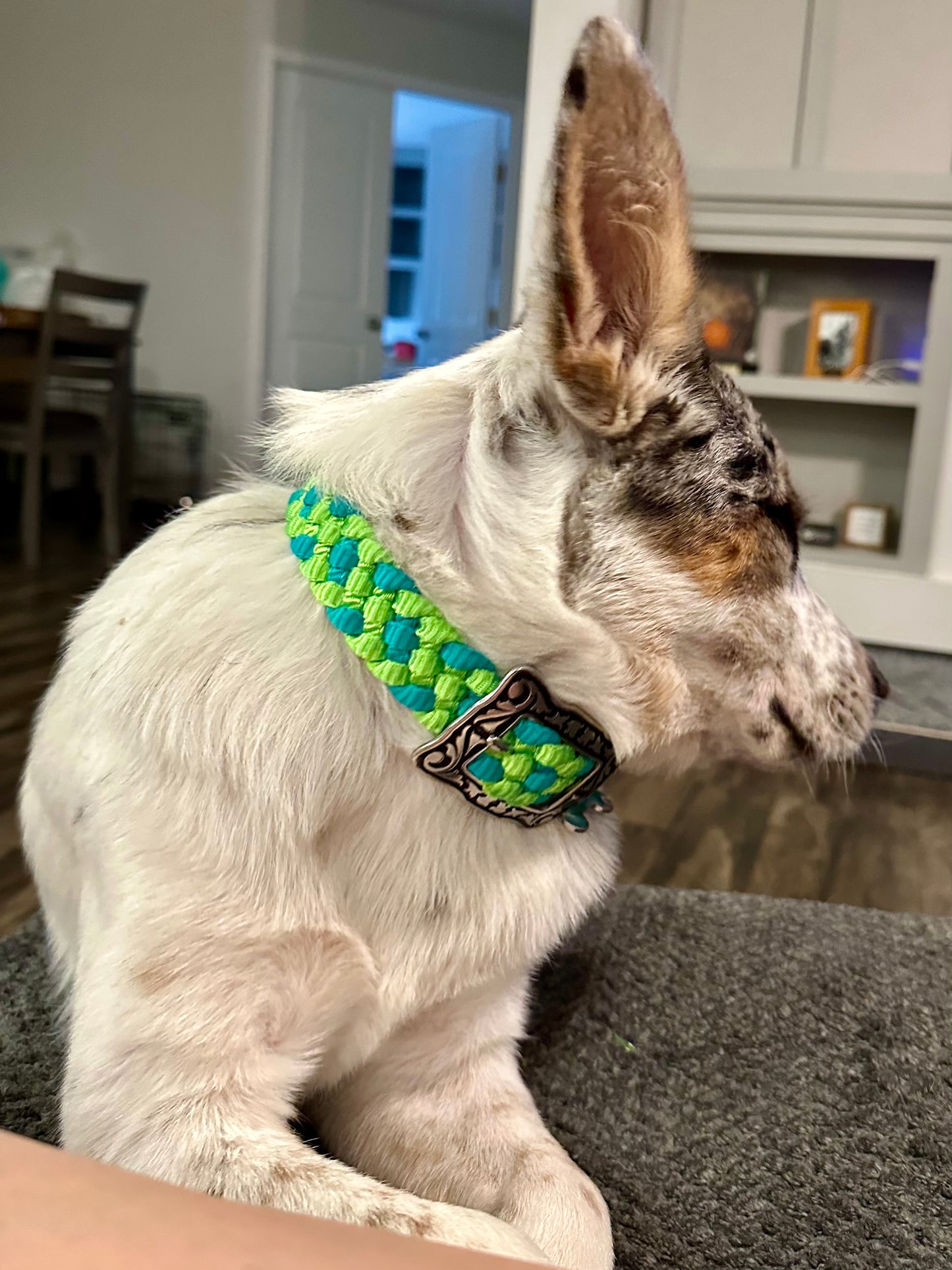 *CUSTOM ORDER* Medium & Large Dog Collars (1" Width)