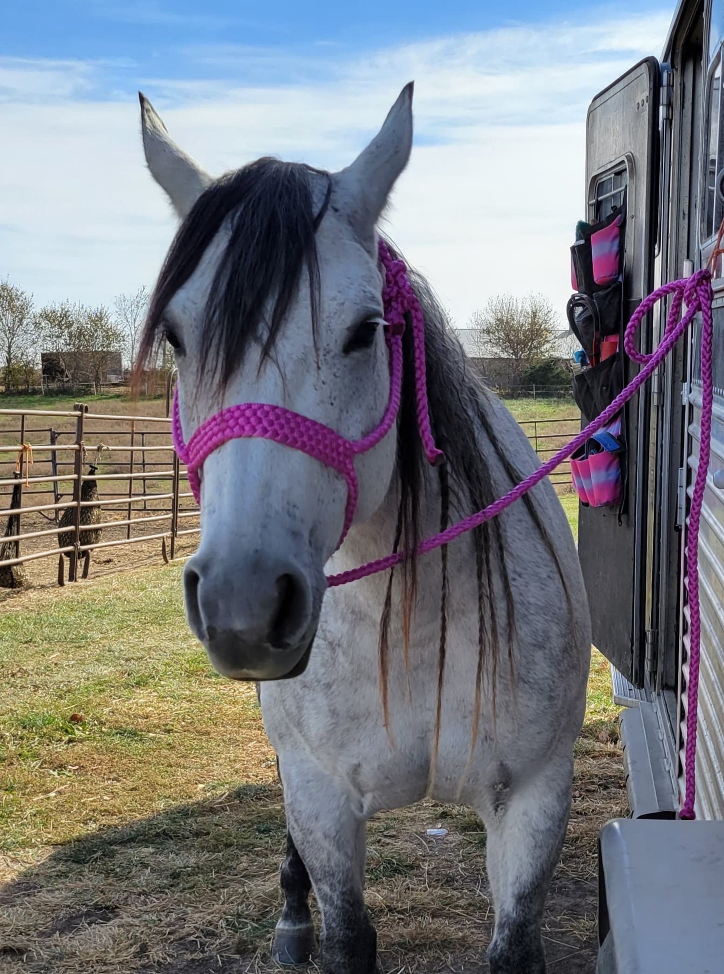 *CUSTOM ORDER* Regular Style Mule Tape Halter