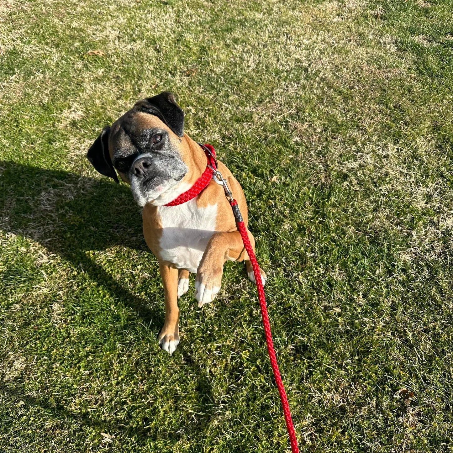 *CUSTOM ORDER* Medium & Large Dog Collars (1" Width)