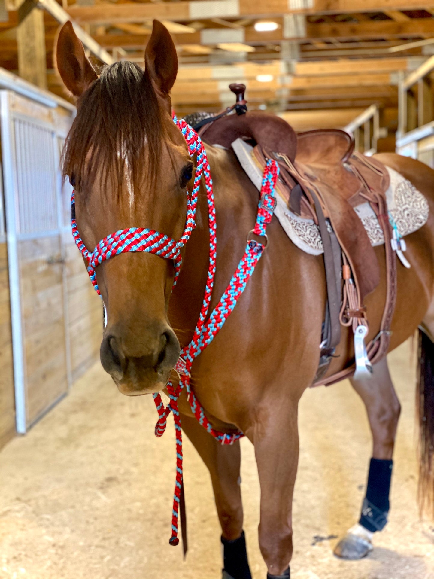 *CUSTOM ORDER* Regular Style Mule Tape Halter