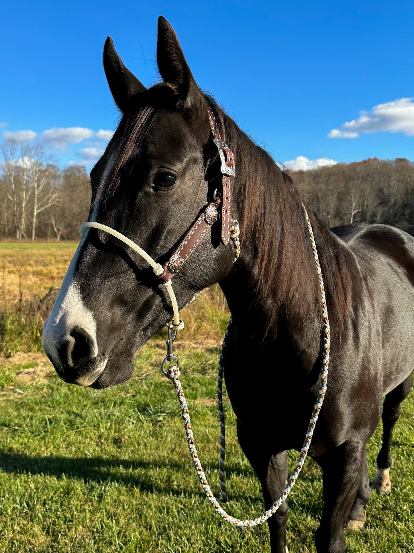 Hybrid Mule Tape Halter