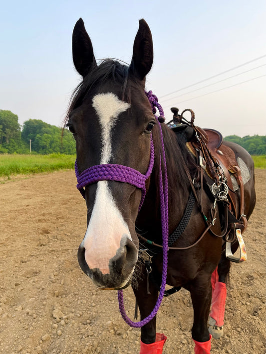 *CUSTOM ORDER* Regular Style Mule Tape Halter